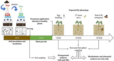 Influence of Belowground Herbivory on the Dynamics of Root and Rhizosphere Microbial Communities